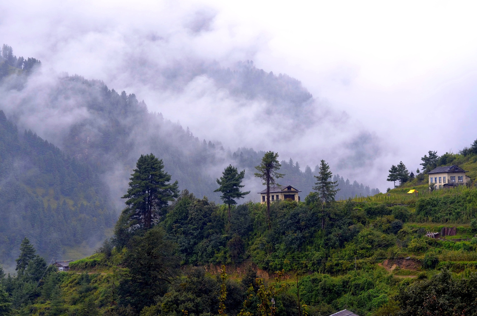 Misty pine forest